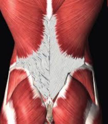 Petra Reifeltshammer – Bowen Therapie > Verklebte-verfilzte-Faszien Petra Reifeltshammer – Bowen Therapie